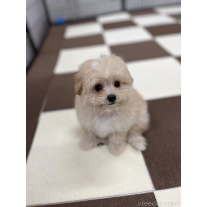 成約済の埼玉県のポメプー:ポメラニアン×トイプードル-414355の4枚目