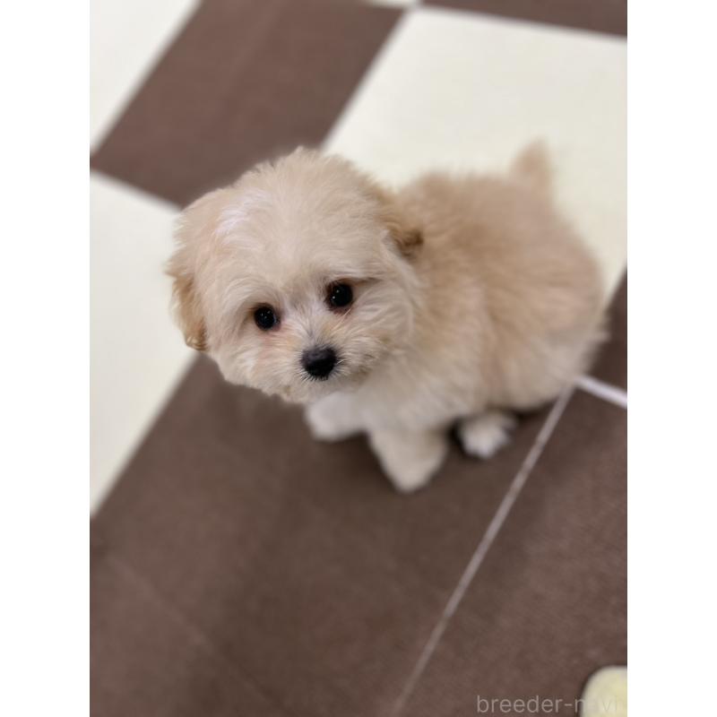 成約済の埼玉県のポメプー:ポメラニアン×トイプードル-414355の3枚目