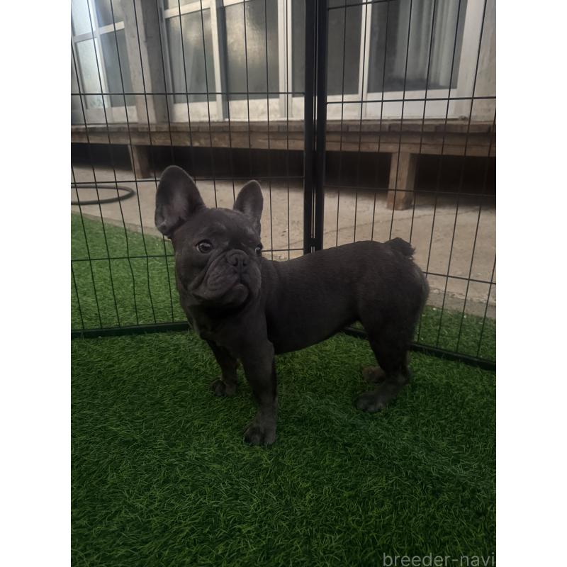 商談中の沖縄県のフレンチブルドッグ-416512の2枚目