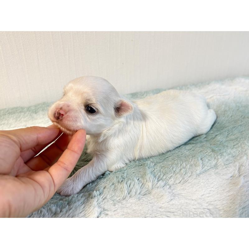 販売中の富山県のマルチーズ-418234の4枚目