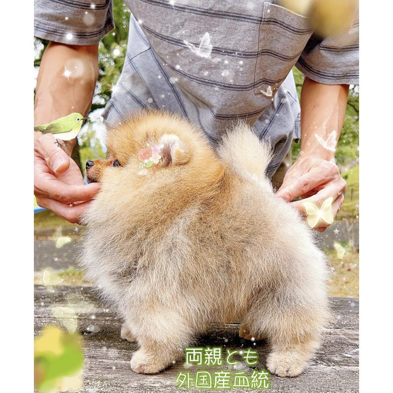 販売中の岐阜県のポメラニアン-407892