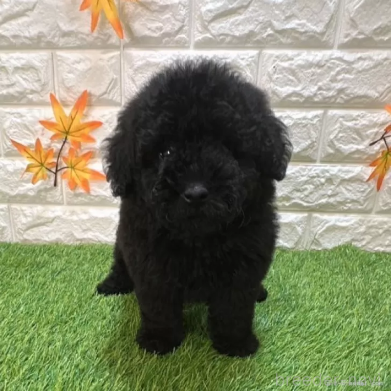 成約済の愛知県のトイプードル-414842の1枚目