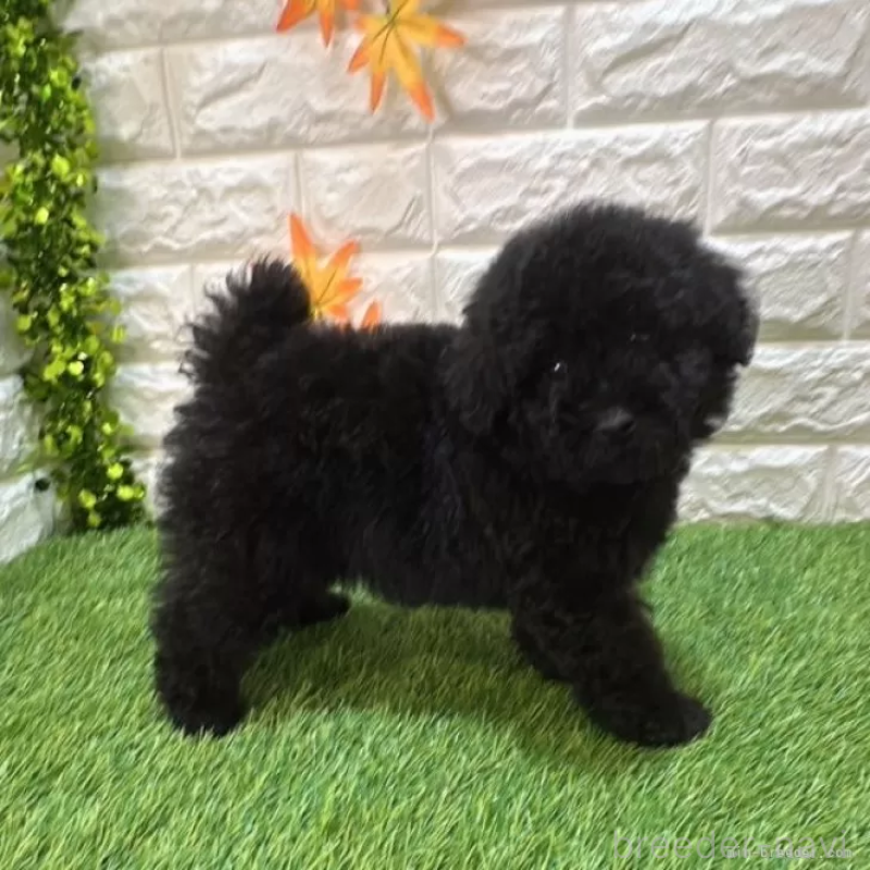 成約済の愛知県のトイプードル-414842の5枚目