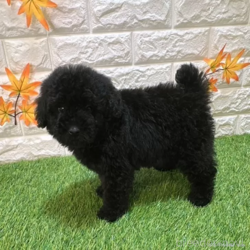 成約済の愛知県のトイプードル-414842の4枚目