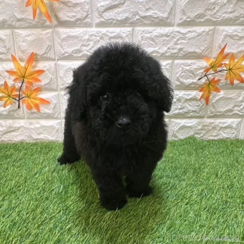 成約済の愛知県のトイプードル-414842の3枚目