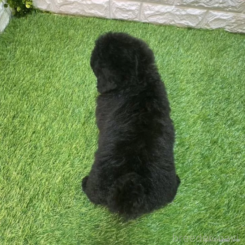 成約済の愛知県のトイプードル-414842の2枚目