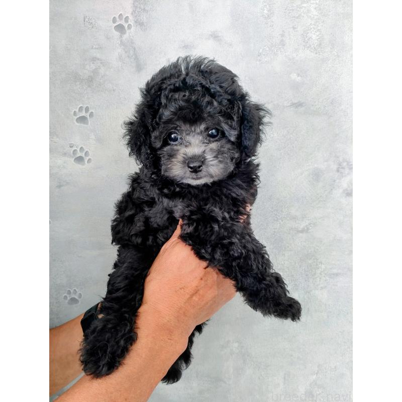 成約済の千葉県のタイニープードル-414729の2枚目