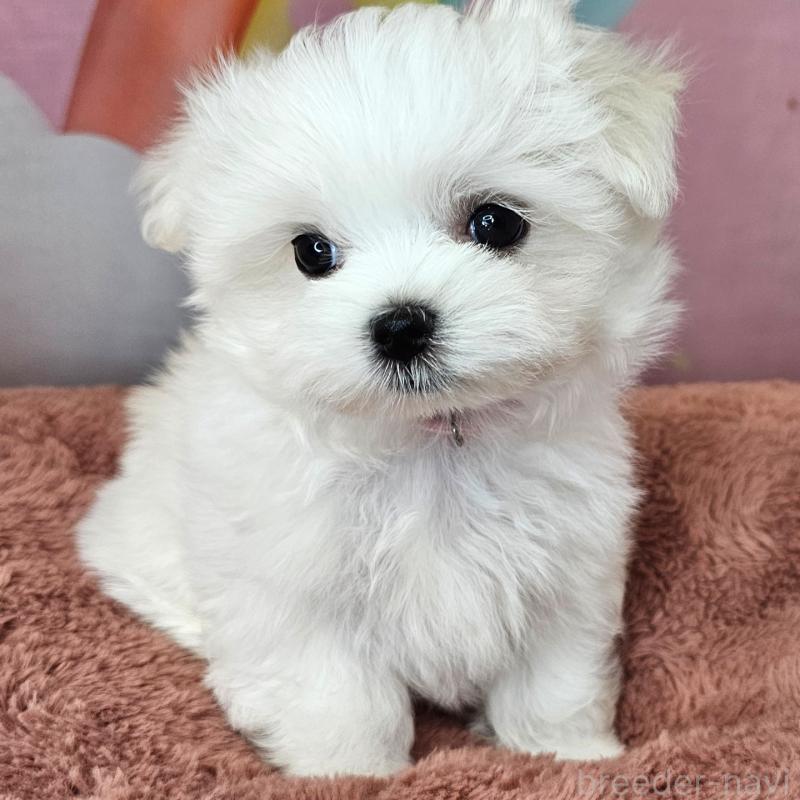 成約済の愛知県のマルチーズ-406720の6枚目