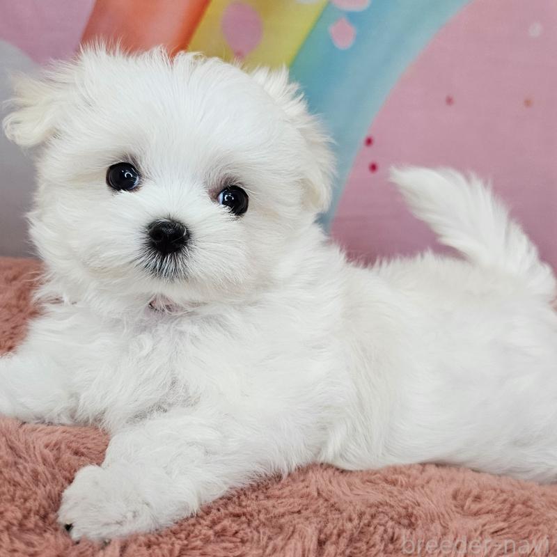 成約済の愛知県のマルチーズ-406720の5枚目