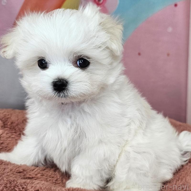 成約済の愛知県のマルチーズ-406720の4枚目