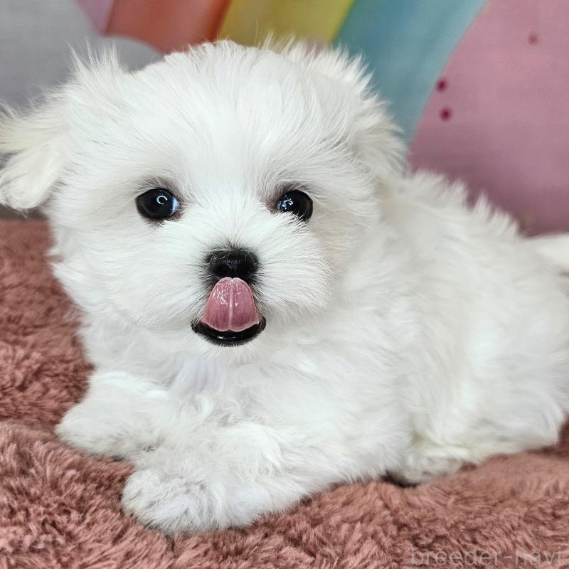 成約済の愛知県のマルチーズ-406720の3枚目