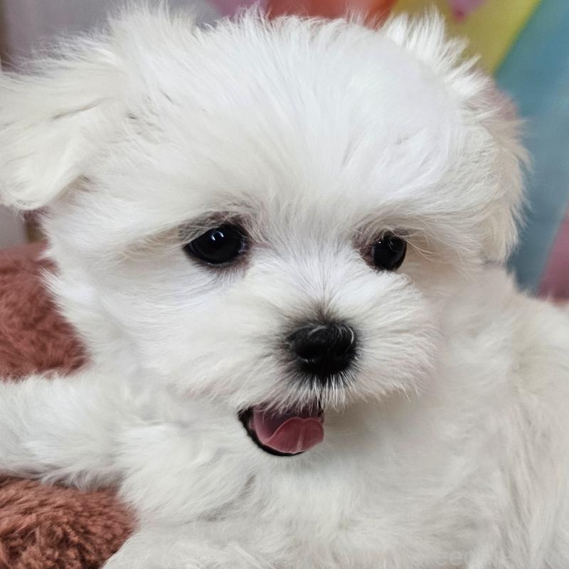 成約済の愛知県のマルチーズ-406720の2枚目