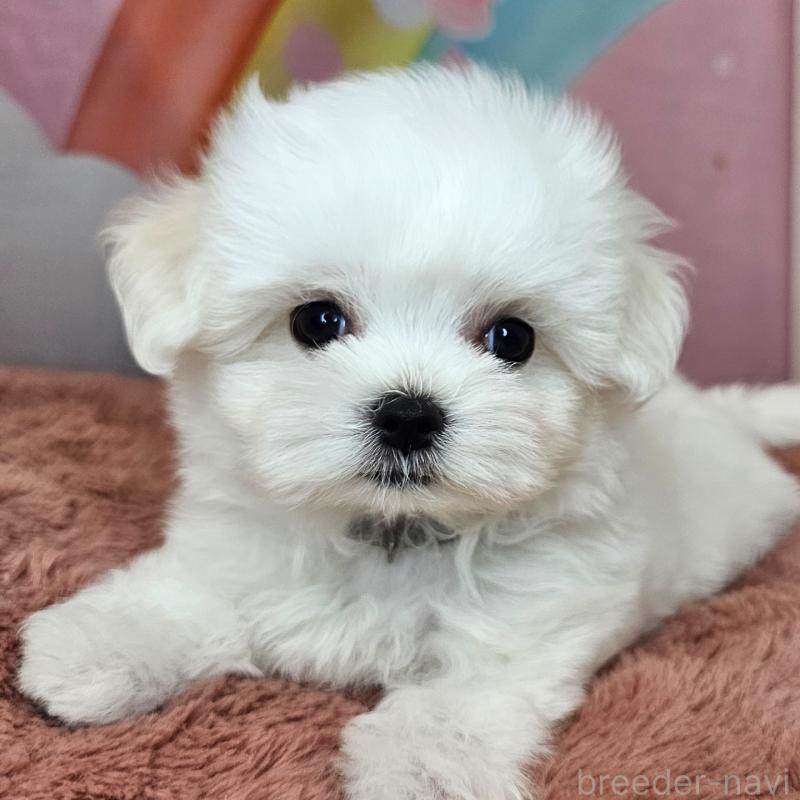 成約済の愛知県のマルチーズ-406723の13枚目