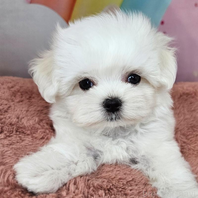 成約済の愛知県のマルチーズ-406723の12枚目