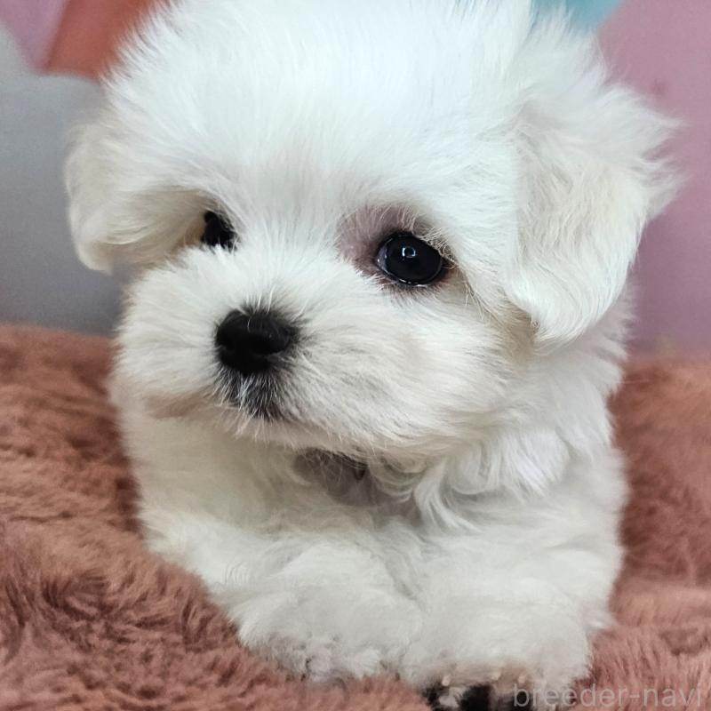 成約済の愛知県のマルチーズ-406723の11枚目