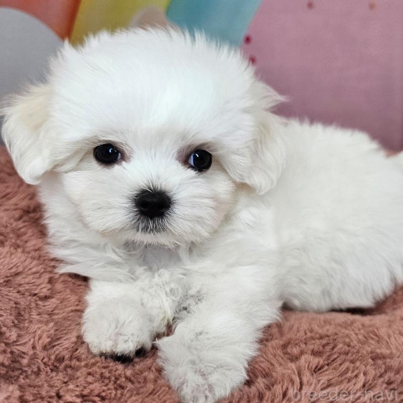 成約済の愛知県のマルチーズ-406723の10枚目