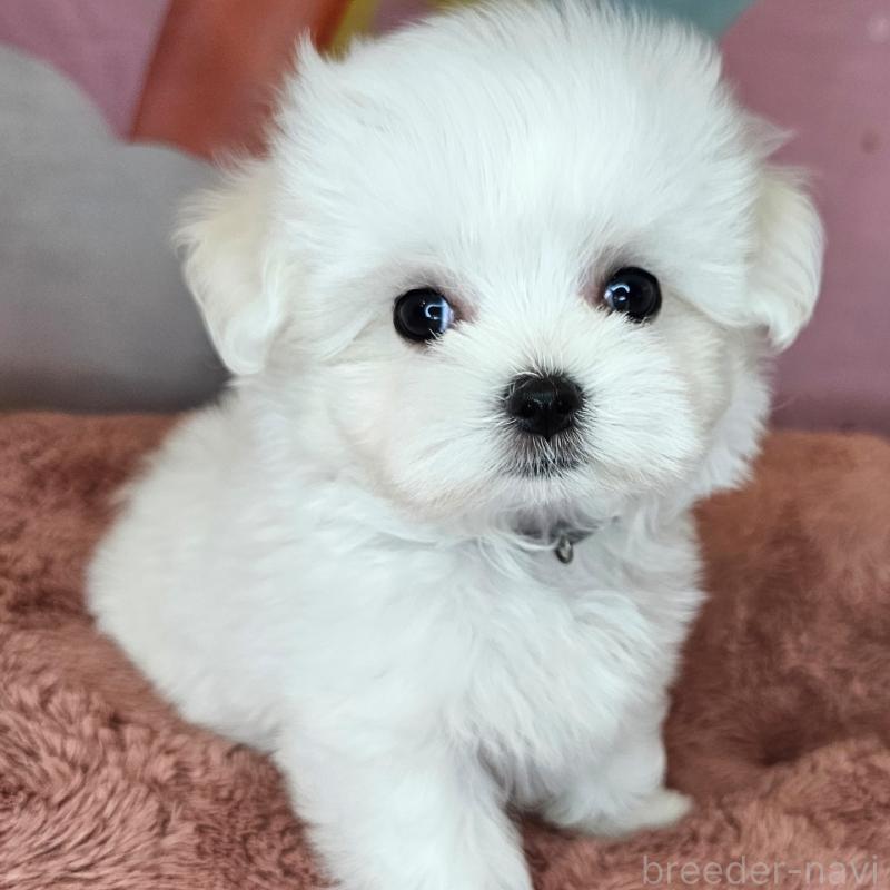 成約済の愛知県のマルチーズ-406723の9枚目