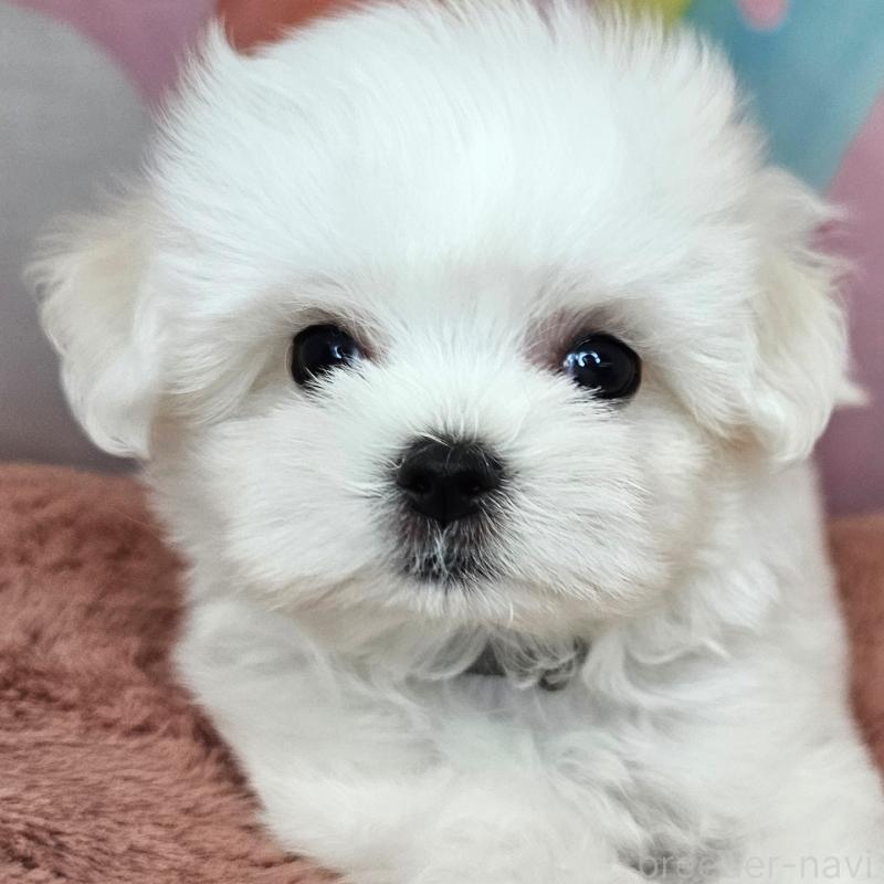 成約済の愛知県のマルチーズ-406723の8枚目