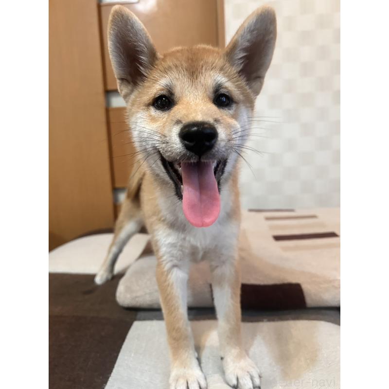 販売中の大阪府の柴犬-399629の4枚目