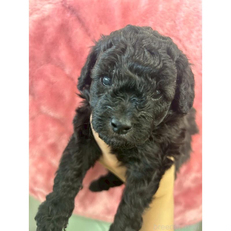 販売中の大阪府のトイプードル-422605の4枚目