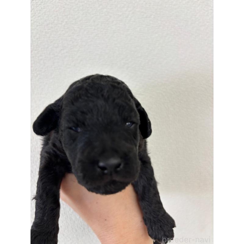 販売中の大阪府のトイプードル-422605の3枚目