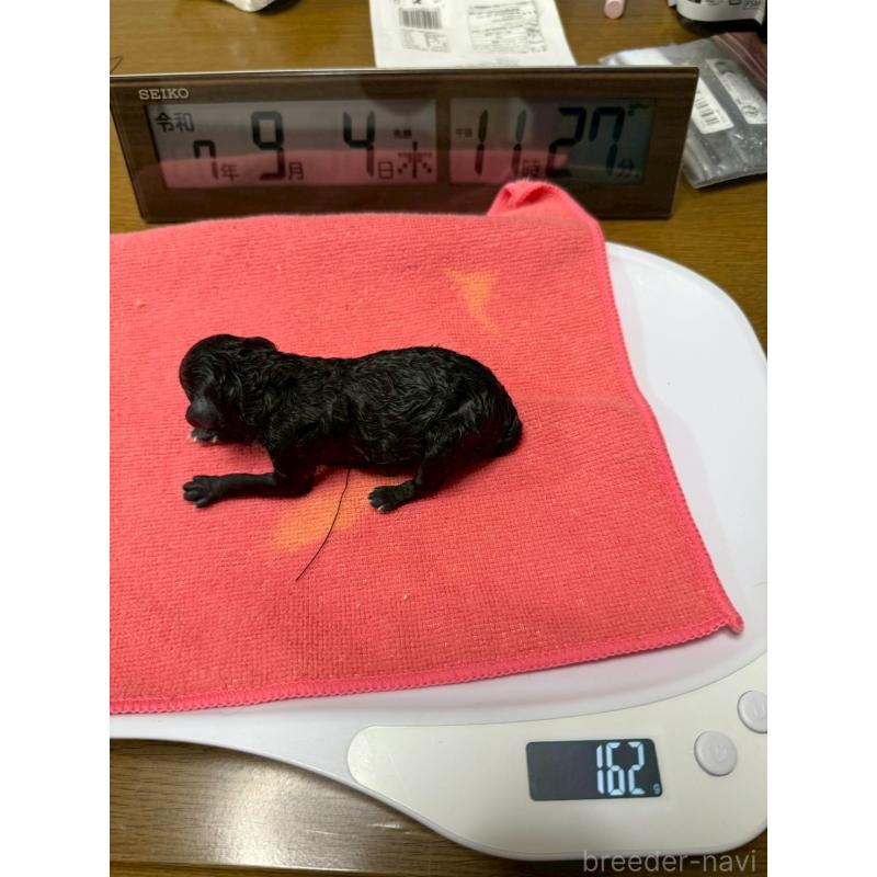 販売中の大阪府のトイプードル-422605の2枚目