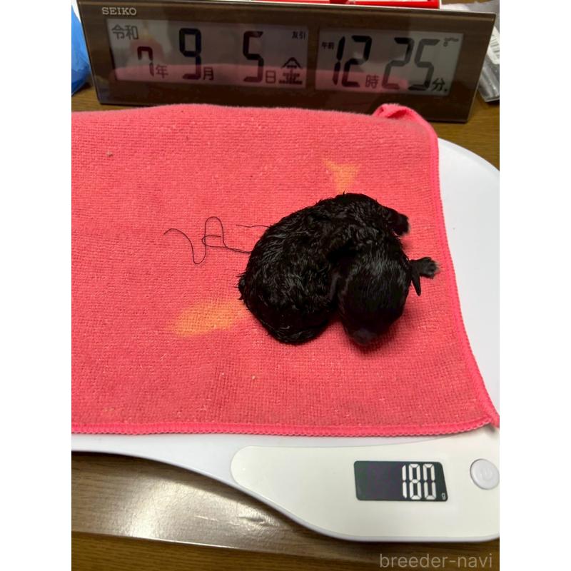 販売中の大阪府のトイプードル-422663の3枚目