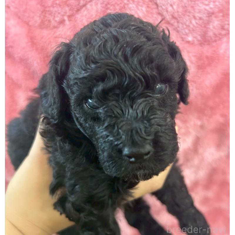 販売中の大阪府のトイプードル-422665の5枚目