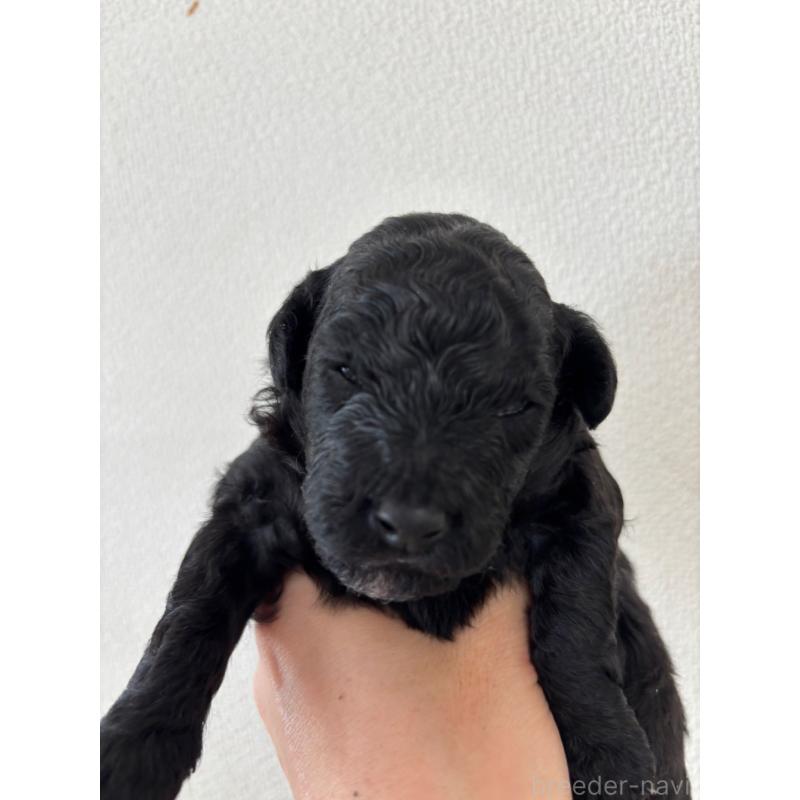 販売中の大阪府のトイプードル-422665の4枚目