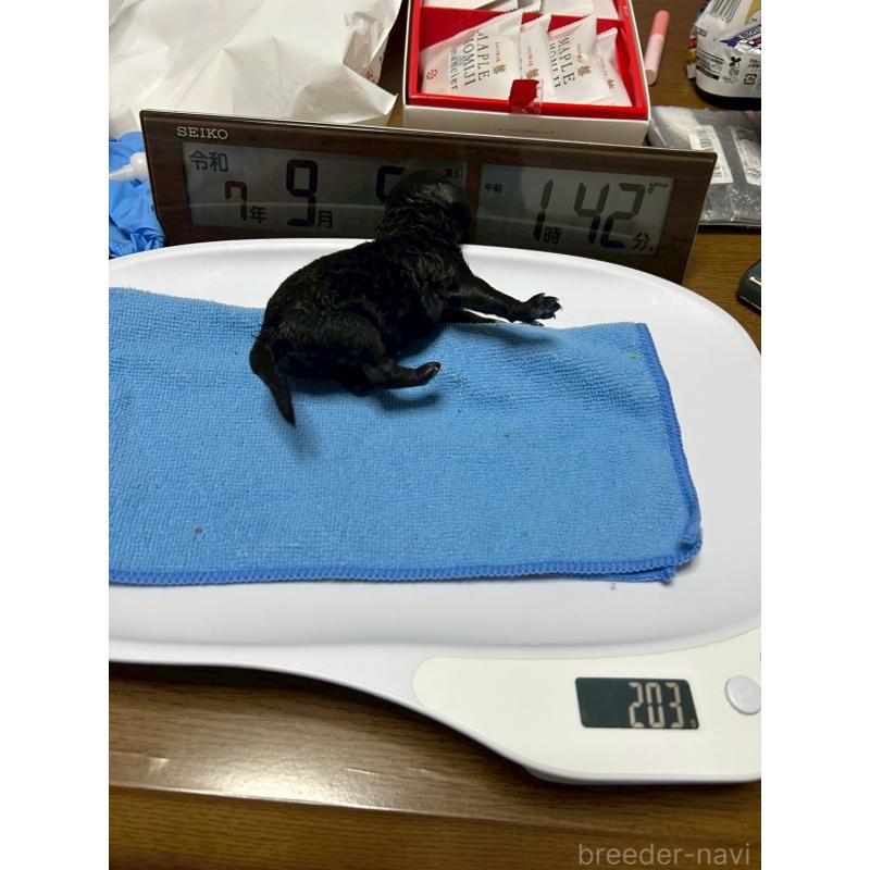 販売中の大阪府のトイプードル-422665の3枚目