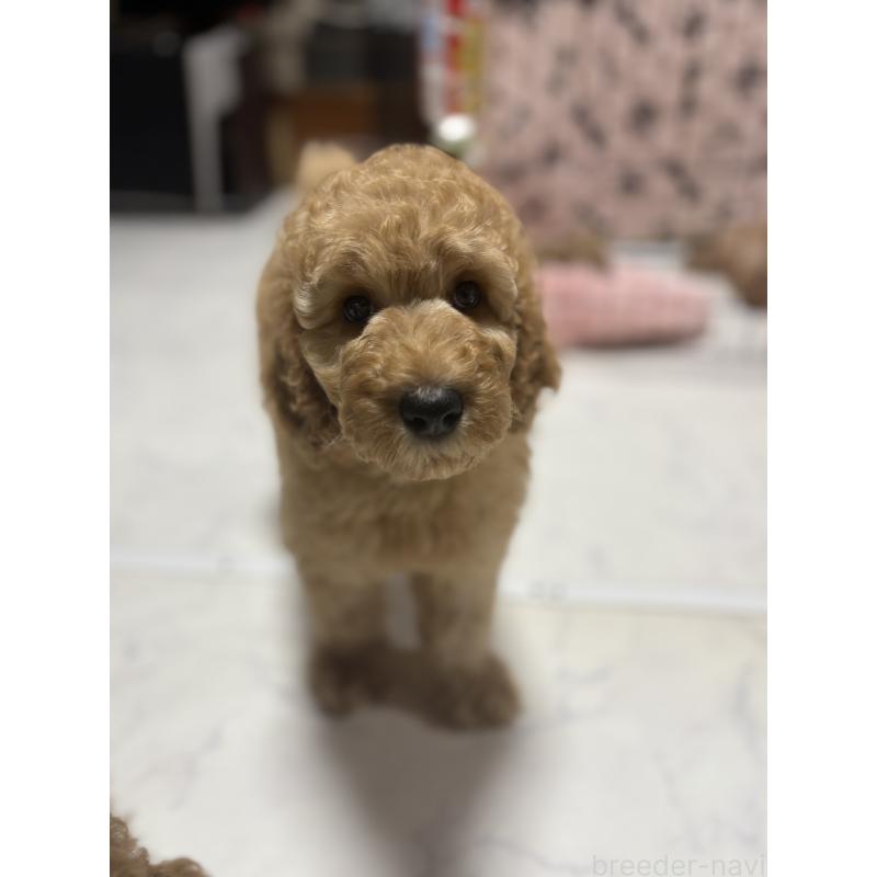 販売中の茨城県のスタンダードプードル-407264の10枚目