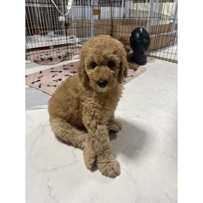 販売中の茨城県のスタンダードプードル-407264の9枚目