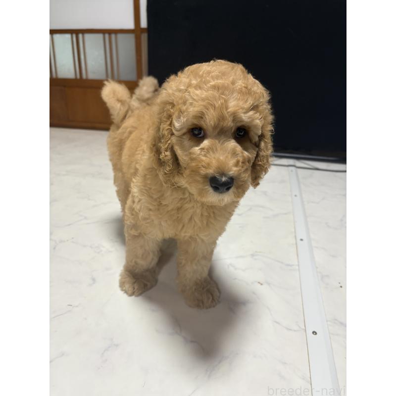 販売中の茨城県のスタンダードプードル-407264の8枚目