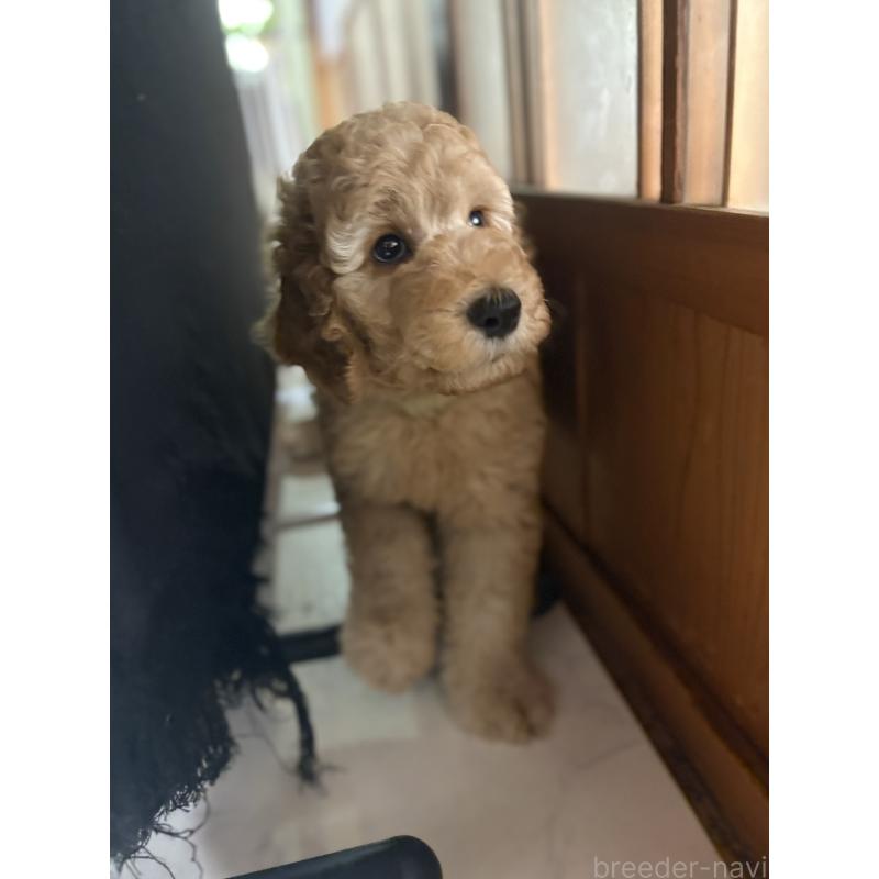 販売中の茨城県のスタンダードプードル-407264の7枚目