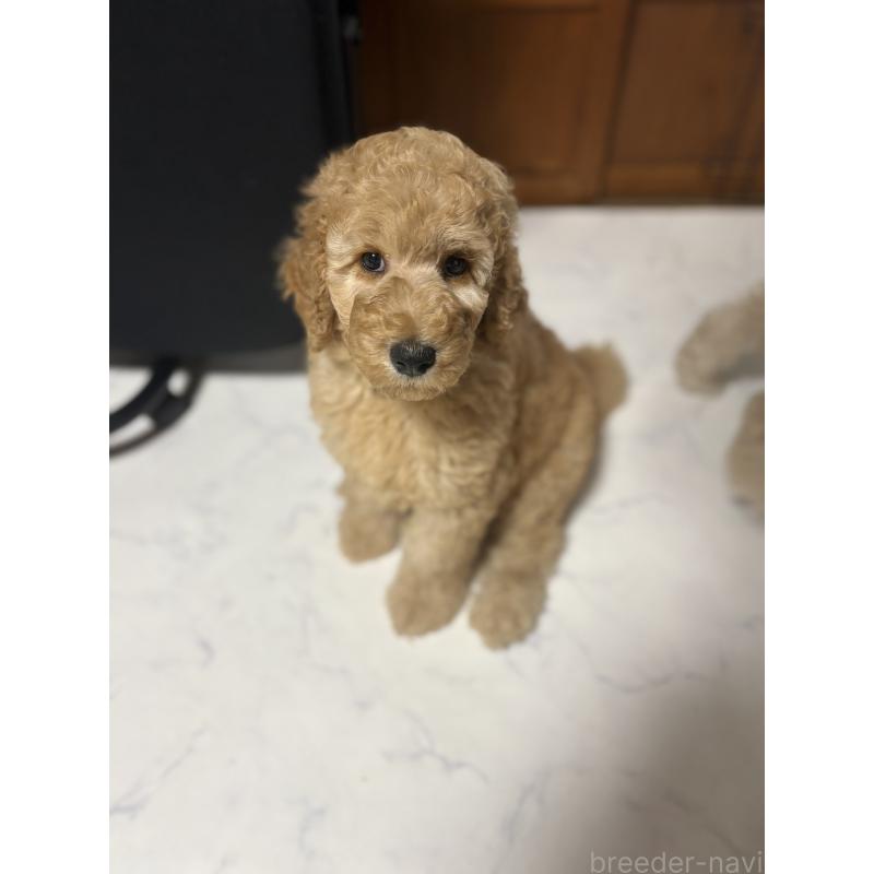 販売中の茨城県のスタンダードプードル-407264の6枚目