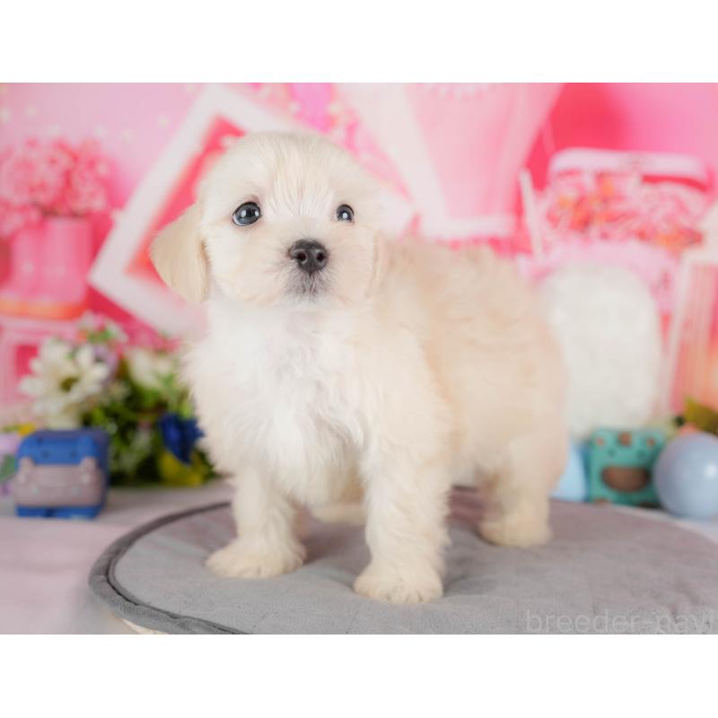 販売中の栃木県のマルプー:マルチーズ×トイプードル-418354の9枚目