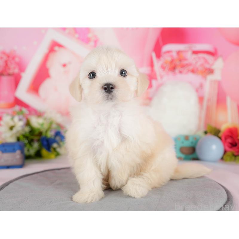 販売中の栃木県のマルプー:マルチーズ×トイプードル-418354の5枚目