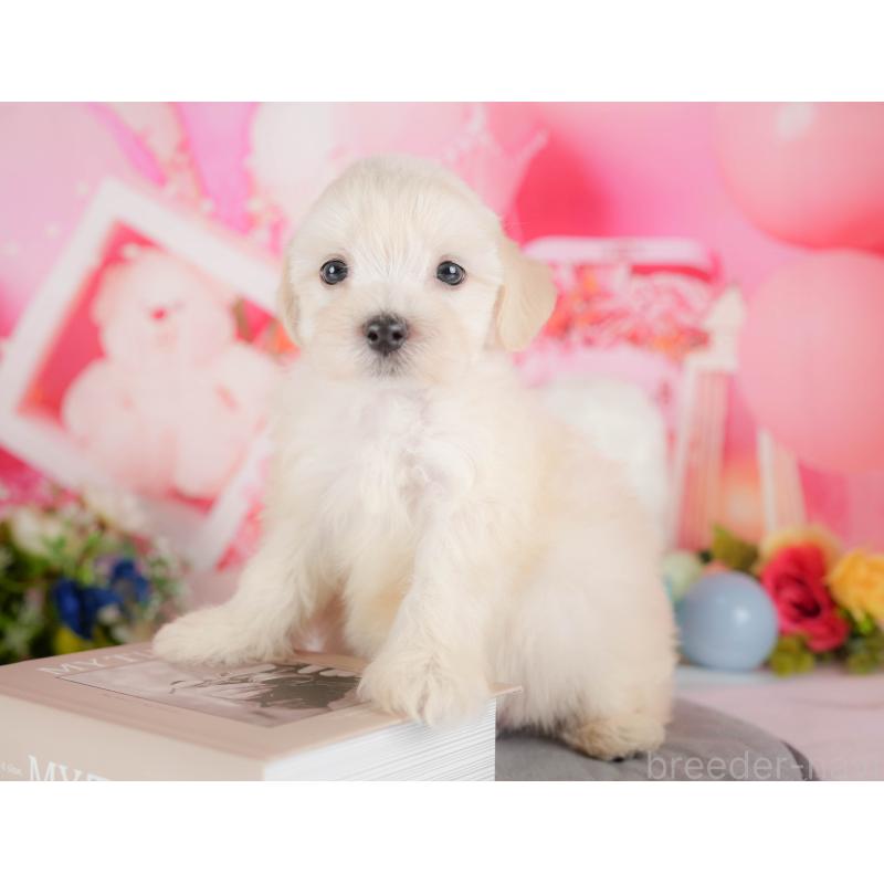 販売中の栃木県のマルプー:マルチーズ×トイプードル-418354の4枚目