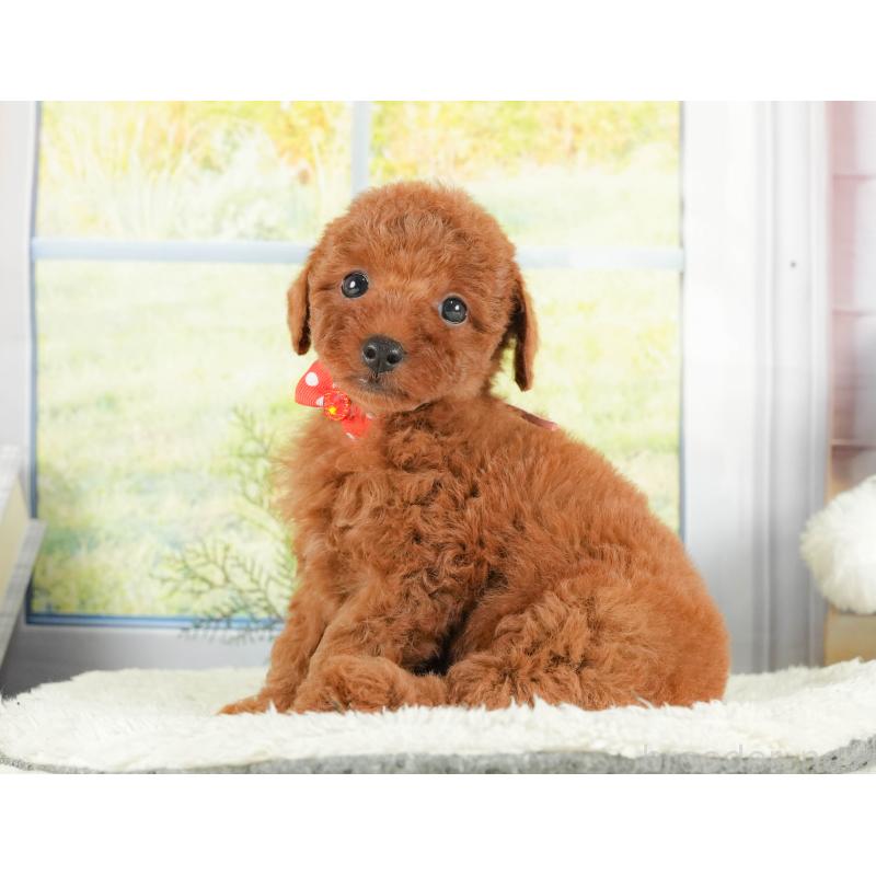 販売中の神奈川県のトイプードル-418320の7枚目