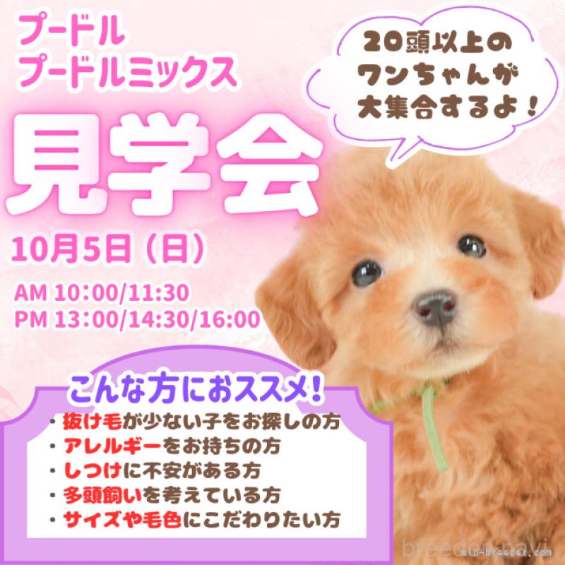 販売中の静岡県のトイプードル-418534の16枚目