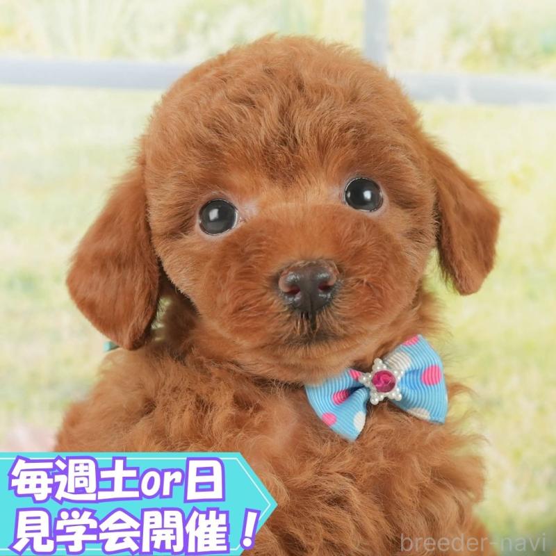 販売中の静岡県のトイプードル-418534