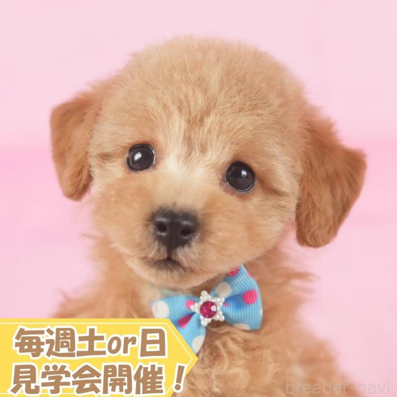 販売中の静岡県のトイプードル-418542