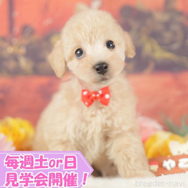 販売中の静岡県のトイプードル-418544の1枚目
