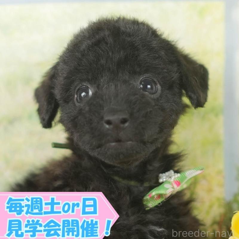販売中の静岡県のトイプードル-418546