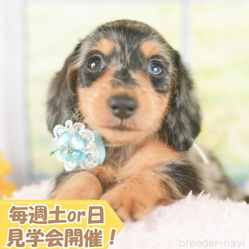 販売中の静岡県のミニチュアダックスフンド(ロングヘアード)-418548