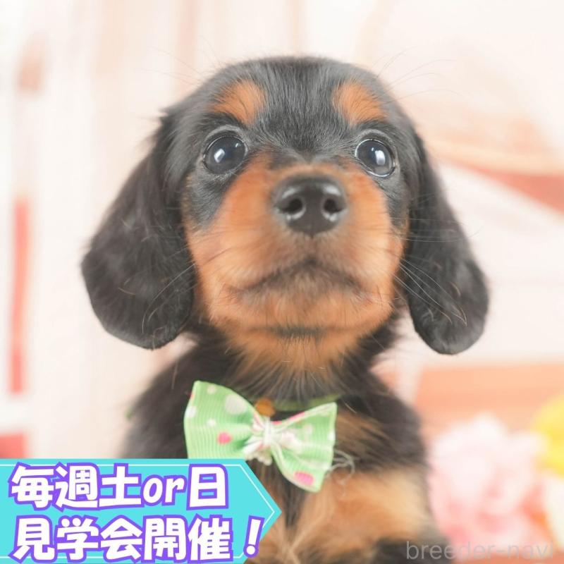 販売中の静岡県のミニチュアダックスフンド(ロングヘアード)-418549の1枚目