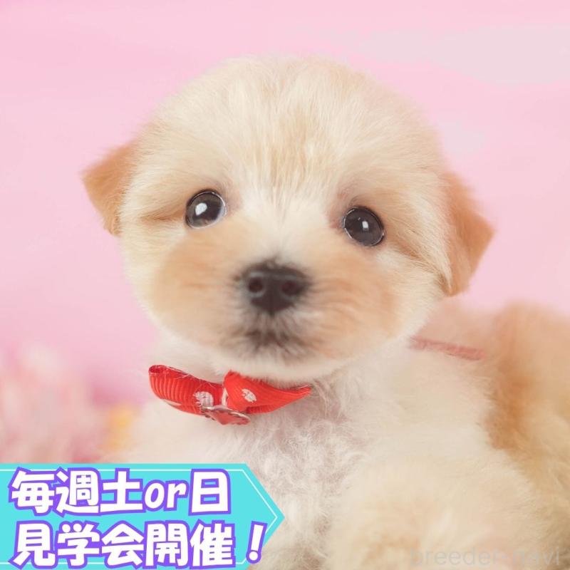 販売中の静岡県のマルプー:マルチーズ×トイプードル-418550