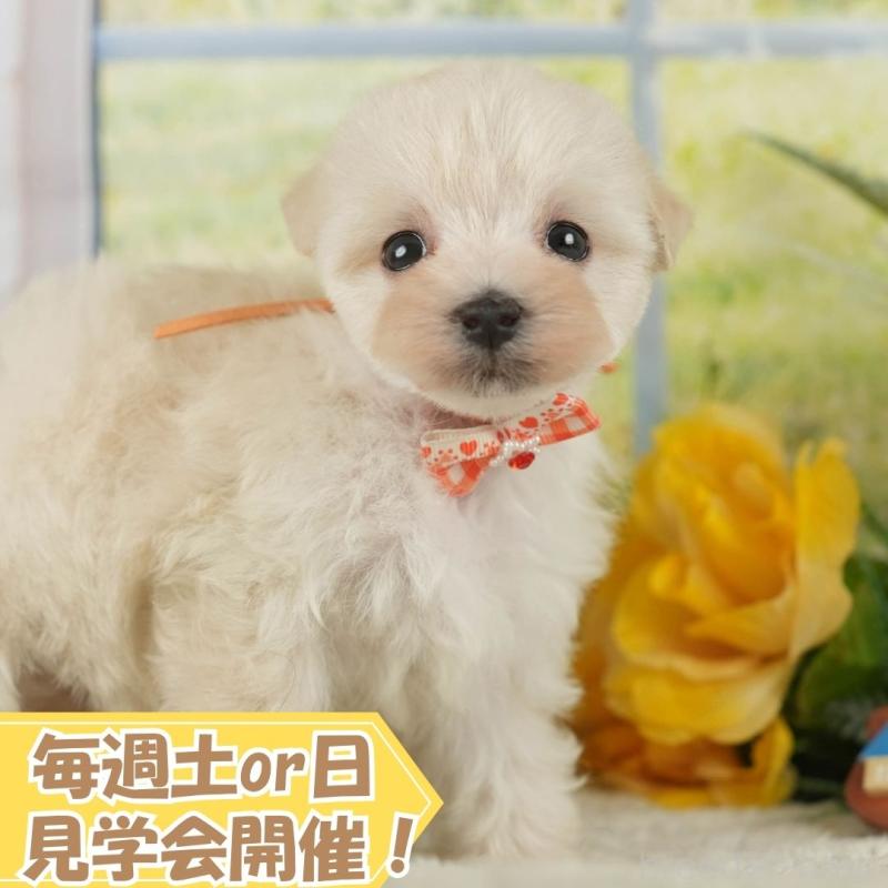 販売中の静岡県のマルプー:マルチーズ×トイプードル-418551の1枚目