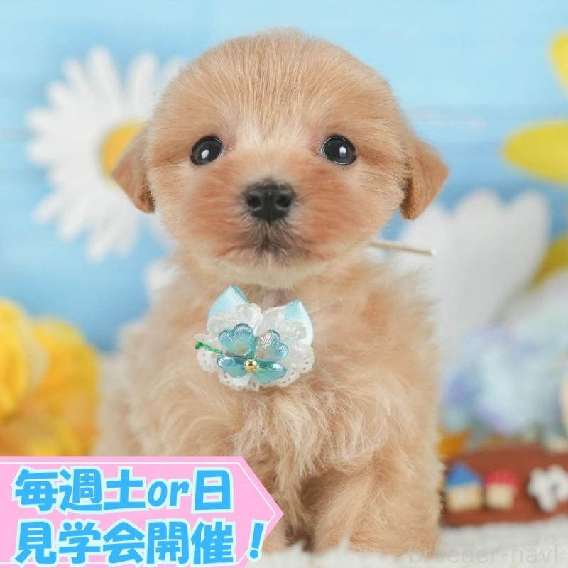 販売中の静岡県のマルプー:マルチーズ×トイプードル-418553