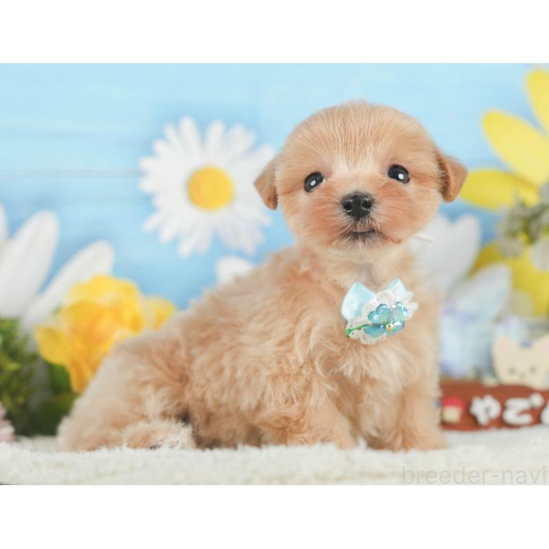 販売中の静岡県のマルプー:マルチーズ×トイプードル-418553の11枚目